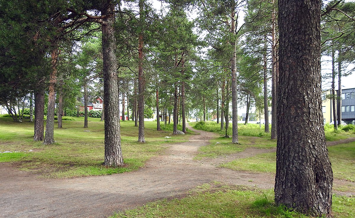 I parkens ena enda växter tallarna höga och har många stigar att vandra efter